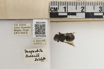 Media type: image;   Entomology 791059 Aspect: Labels